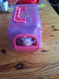 Kinder