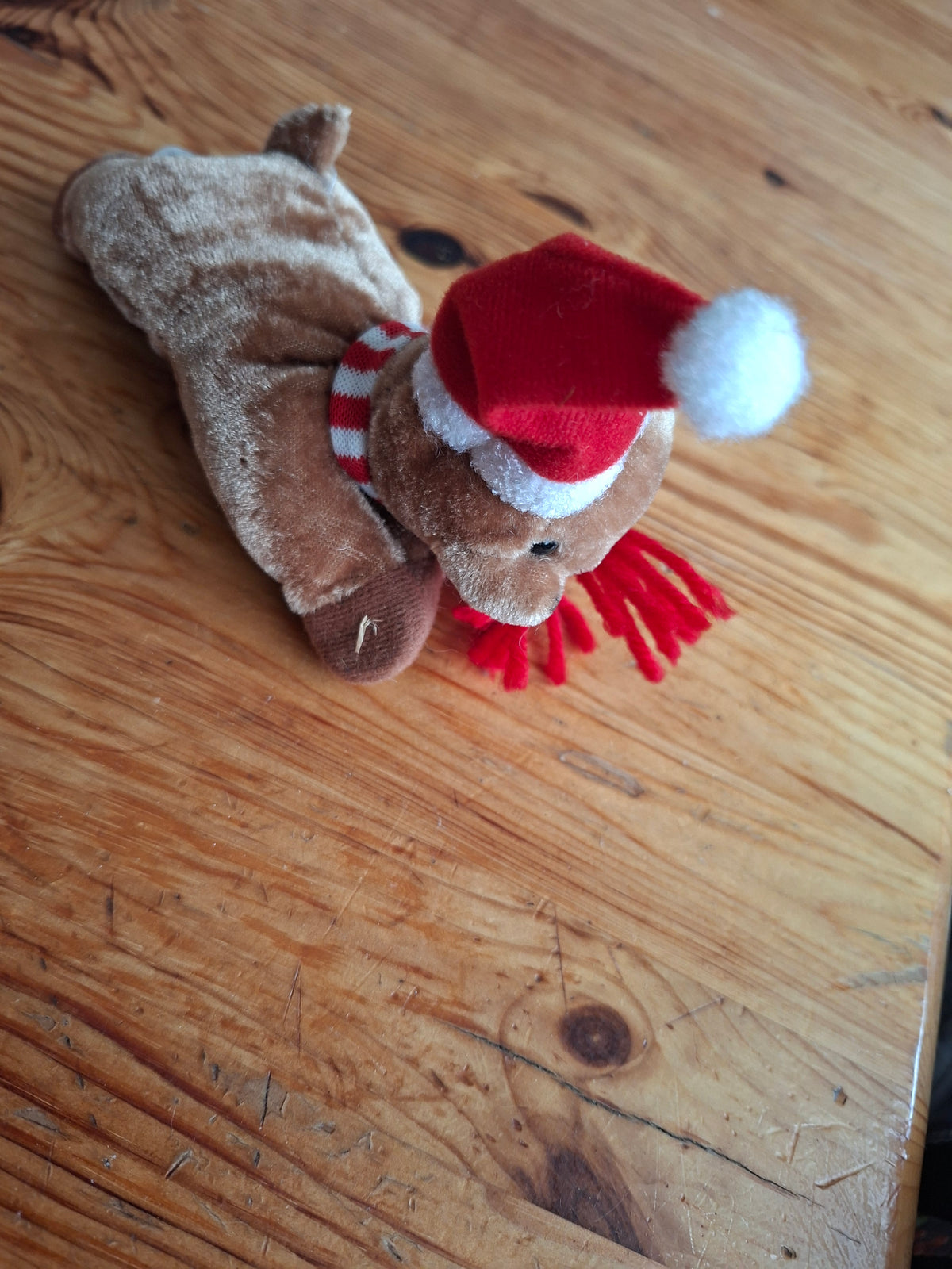 Klammerteddy