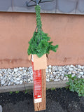 Tannenbaum