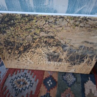 Bild Leopard