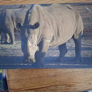 Bild Nashorn