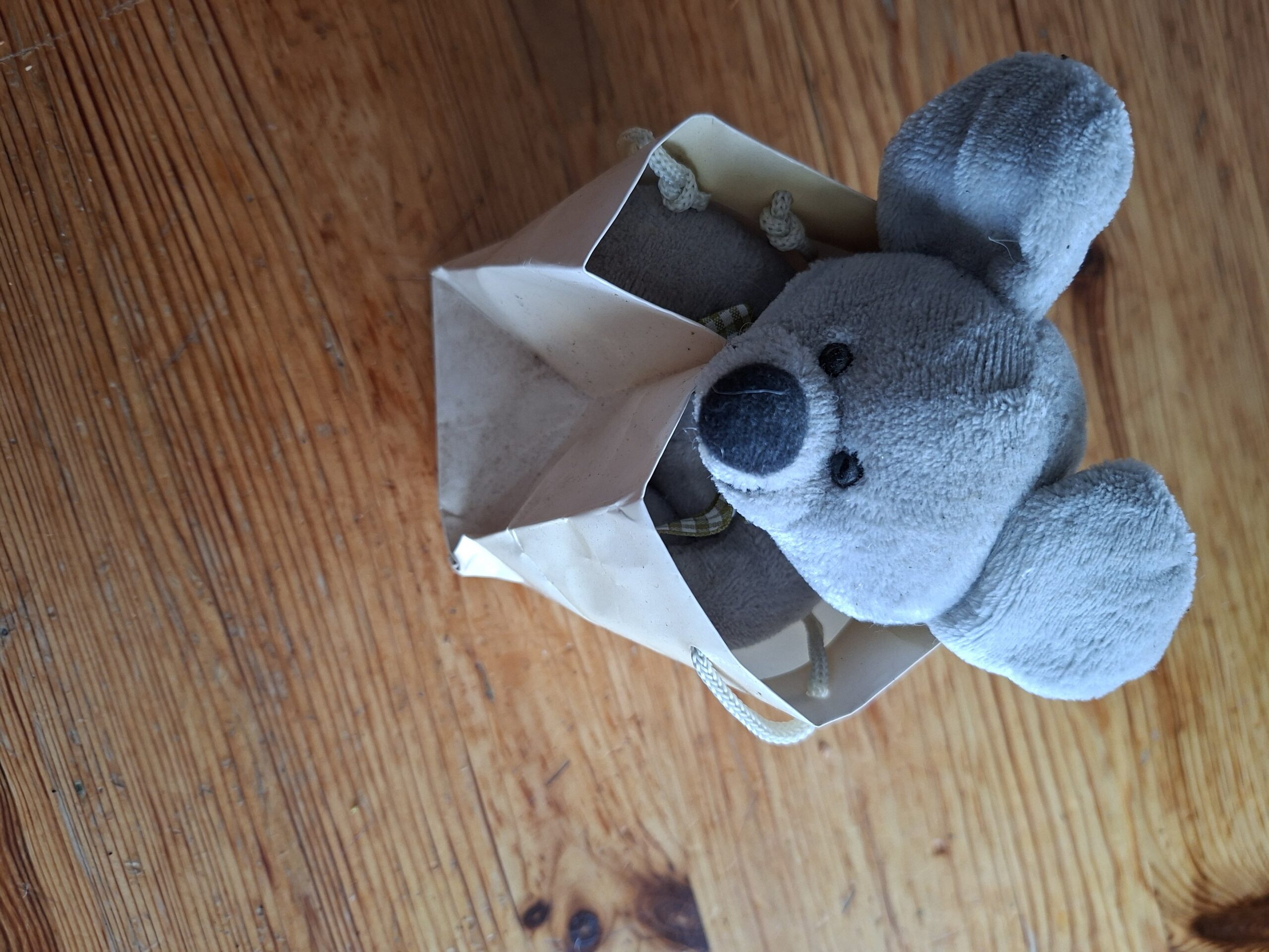 Maus